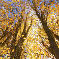 Buy canvas prints of Beautiful Autumnal trees against blue sky by Malgorzata Larys