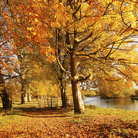 Buy canvas prints of Beautiful Autumn in the Park, Scotland by Malgorzata Larys