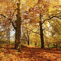 Buy canvas prints of Beautiful Autumn in Motherwell Park, Scotland by Malgorzata Larys