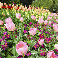 Buy canvas prints of Spring tulips in St James park, London  by Malgorzata Larys
