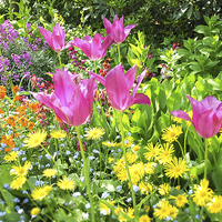Buy canvas prints of Spring tulips in St James park, London by Malgorzata Larys