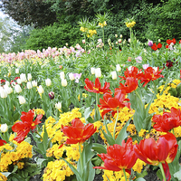 Buy canvas prints of Spring tulips in English park, London  by Malgorzata Larys