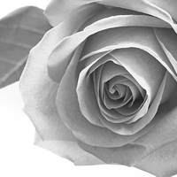Buy canvas prints of Beautiful rose in black and white by Malgorzata Larys