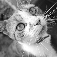 Buy canvas prints of Lovely, cute cat looking into camera by Malgorzata Larys