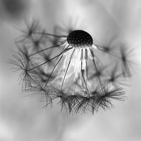 Buy canvas prints of Macro dandelion in black and white by Malgorzata Larys