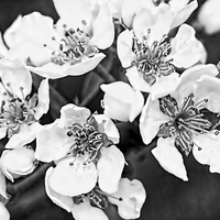 Buy canvas prints of Pear tree blooming flowers macro by Malgorzata Larys