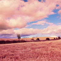 Buy canvas prints of Beautiful dreamy fields in Scotland by Malgorzata Larys