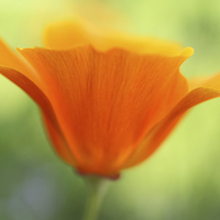 Buy canvas prints of Beautiful orange poppy by Malgorzata Larys