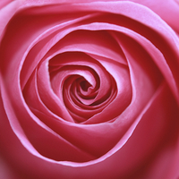 Buy canvas prints of Pink rose by Malgorzata Larys