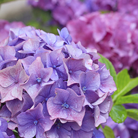 Buy canvas prints of Beautiful hortensia, hydrangea macrophylla, hydran by Malgorzata Larys