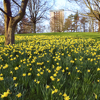 Buy canvas prints of Meadow of daffodiles in the park by Malgorzata Larys