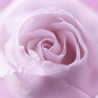 Buy canvas prints of Beautiful, soft pink rose close up by Malgorzata Larys