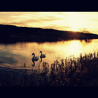 Buy canvas prints of  Two swans in the evening on the Forth and Clyde C by Malgorzata Larys