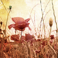 Buy canvas prints of Beautiful grungy style poppies by Malgorzata Larys