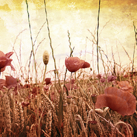 Buy canvas prints of Beautiful grungy background with poppies by Malgorzata Larys