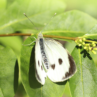 Buy canvas prints of White butterfly in the garden  by Malgorzata Larys