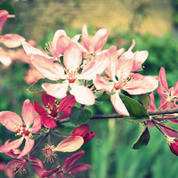 Buy canvas prints of Beautiful macro flowers in retro style by Malgorzata Larys