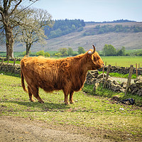 Buy canvas prints of Long haired and horned Highland cow in a Scottish  by Malgorzata Larys