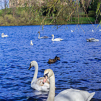 Buy canvas prints of Linlithgow Lake with swans, Scotland  by Malgorzata Larys