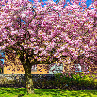 Buy canvas prints of Beautiful Japanese cherry tree blossom in Airdrie by Malgorzata Larys
