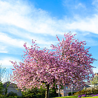 Buy canvas prints of Beautiful Japanese cherry tree blossom in Airdrie by Malgorzata Larys