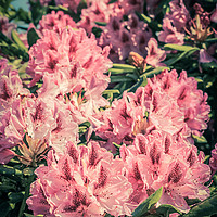 Buy canvas prints of Beautiful blooming pink Rhododendron in vintage st by Malgorzata Larys
