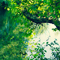 Buy canvas prints of Beautiful tree branches over water in Summertime by Malgorzata Larys