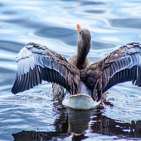 Buy canvas prints of Gray goose on canal with wings up by Malgorzata Larys