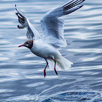 Buy canvas prints of Young seagull over water by Malgorzata Larys