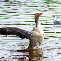 Buy canvas prints of Gray goose on the lake in Coatbridge, Scotland by Malgorzata Larys