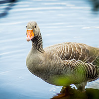 Buy canvas prints of Gray goose on canal water by Malgorzata Larys