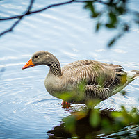 Buy canvas prints of Gray goose on the lake in Coatbridge,  Scotland by Malgorzata Larys