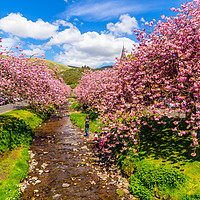 Buy canvas prints of Magical Japanese cherry trees in Scotland  by Malgorzata Larys