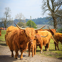 Buy canvas prints of Hihland cows, Scotland by Malgorzata Larys