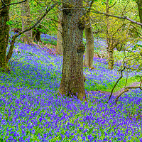 Buy canvas prints of Beautiful bluebells in the forest of Scotland by Malgorzata Larys