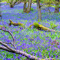 Buy canvas prints of Beautiful bluebells in the forest of Scotland by Malgorzata Larys