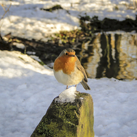 Buy canvas prints of Robin on an Icy Rock by Ellie Rose