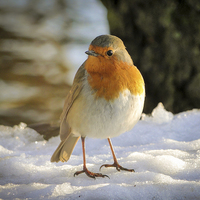 Buy canvas prints of Robin in the Snow by Ellie Rose