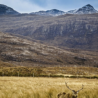 Buy canvas prints of Lonesome Stag by Ellie Rose