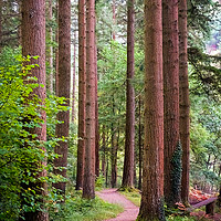 Buy canvas prints of Woodland Trail by Ellie Rose