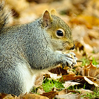 Buy canvas prints of Hungry Squirrel by Ellie Rose