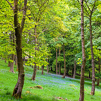 Buy canvas prints of Bluebell Woods by Ellie Rose