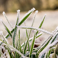 Buy canvas prints of Frozen Grass by Ellie Rose