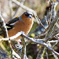 Buy canvas prints of Cheeky Chaffinch by Ellie Rose