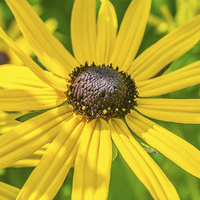Buy canvas prints of Bright yellow Goldsturm flower by Simon Philp