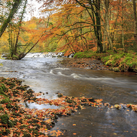 Buy canvas prints of Autumn Along the Teign by Dave Rowlatt