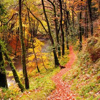Buy canvas prints of Autumn on the Coleridge Way by Dave Rowlatt