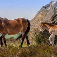 Buy canvas prints of Exmoor Mare and Foal by Dave Rowlatt