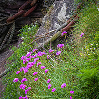 Buy canvas prints of Sea Thrift and Rust by Dave Rowlatt