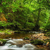 Buy canvas prints of Horner Woods by Dave Rowlatt